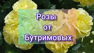 🌹🌹🌹Розы от Бутримовых// Обзор саженцев 🌹🌹🌹