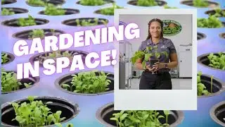 How A Horticulturist Cultivates Fresh Greens In Space!