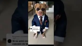 De calle pero elegante😎💪🏼 #cutepuppies #pitbull #dogshorts #perros #doggielife #pets #humor #fyp