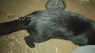 hedgehog guy captivity black cat