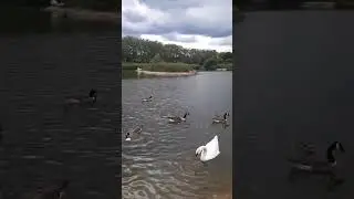 #duck #amazing #trending #park #water #play #shorts #birds #feed  #viral #nature #youtubeshorts