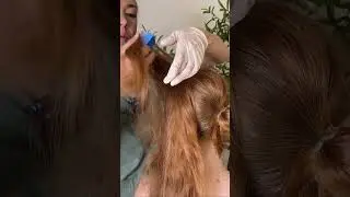Asmr scalp tingles 