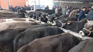 Водил мол бозори нархлари