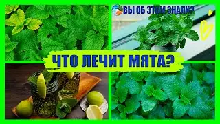 Что лечит мята?