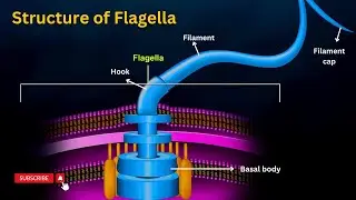 Flagellar structure: Structure and Function of Falgella Explained!