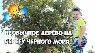 Необычное дерево на берегу черного моря