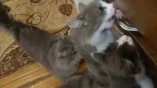 */*СМЕШНОЕ ВИДЕО*/* КОШКА - ИЩЕЙКА */*КОТЫ И ДАЧА*/*