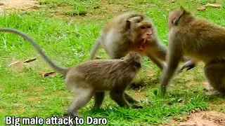 Terrible! Big male attacked with Daro from protect female, Daro love and care Violet