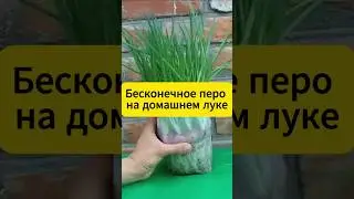 Лук на столе круглый год!!! 