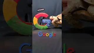 Satisfying ASMR Eating Google Mukbang 🇬 Turtle Tortoise