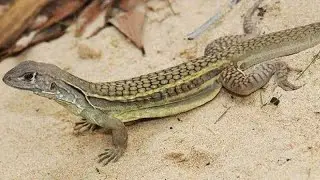 الزرزومية المغربية //السحالي البرية