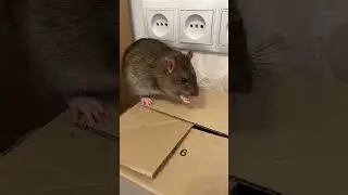 Крысы спрятались. #rat #крысы #animal #животные