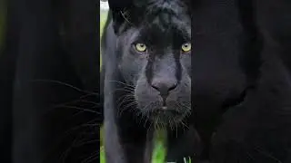 Одна из самых красивых и очень опасных кошек #пантера #черныйягуар