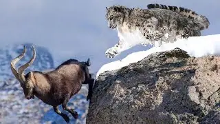 He hunts over the abyss! Snow Leopard is the fearless ruler of the mountains!