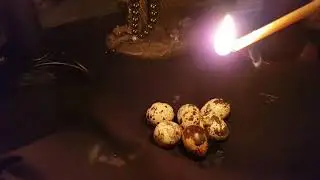 ПЕРЕНЕСТИ БОЛЕЗНЬ НА ПЕРЕПЕЛИНЫЕ ЯЙЦА..