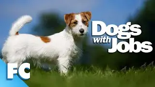 Dogs With Jobs | S2E04 | Tokkolos: Big Cat Parent | Full Animal Documentary TV Show | FC