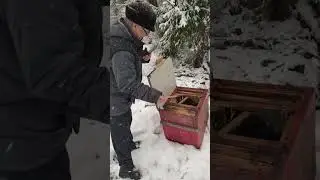 Поймали дикого зверька, который разорял наши пчелосемьи и перевезли в другой лес.