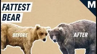 Fat Bear Season: Everything You Need to Know About the Best Time of the Year | Mashable
