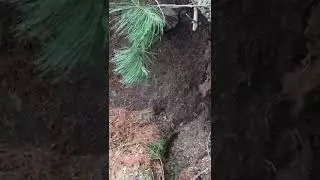 Кладбище в Тундрино разрушено ураганом