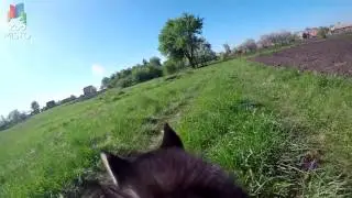 ГоПро и Сибирский Хаски - Мир глазами собаки | GoPro and Haski - Go pro dog