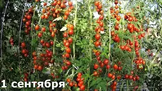 В гостях В ОГОРОДЕ ПРО открытый грунт и теплицы в сентябре
