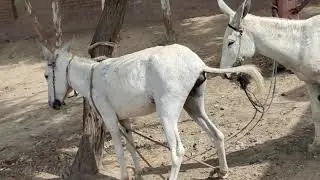 Donkey mateng تزاوج حمير