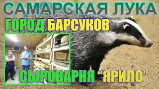 🦡 Город барсуков | Сыроварня ЯРИЛО | САМАРСКАЯ ЛУКА