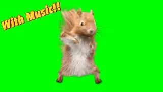 Dancing Squirrel Green Screen TikTok Trend ( With Music )