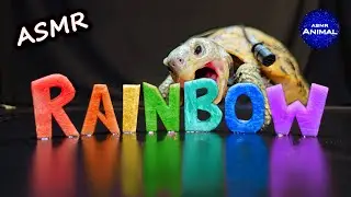 ASMR Mukbang Eating Rainbow Food 🌈 Turtle Tortoise 159