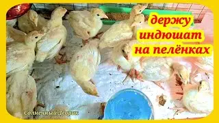 Индюшата. Первые дни жизни индюшата растут на пеленках. Какие пелёнки использую, зачем они нужны.