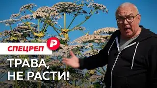 Борщевик: как «сорняк-убийца» заполонил всю Россию? / Редакция спецреп