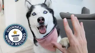 My Husky Attempted This World Record and Broke It!!