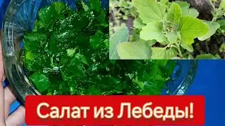 Салат из Лебеды - Пальчики Оближешь! Как готовить Лебеду, полезные свойства, Рецепты