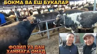 Андижон кургонтепа бокма ва ёш букалар нархлари 💥 23.02.2025