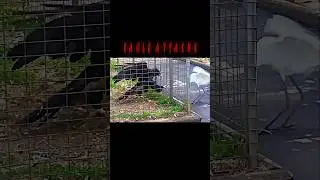 Golden eagle vs great egret 