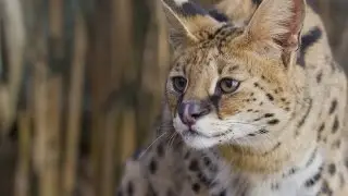 Cute Wild Cats || Free Stock Footage || Relaxing Video by Srivaas