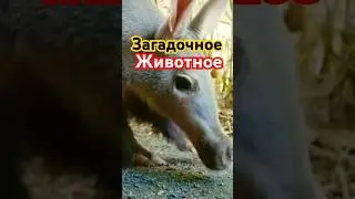 Загадочное животное Африки!!! Оно живёт только здесь!!! #африка #танзания