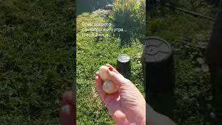 Утро  