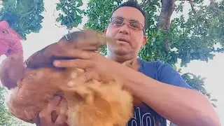 COM QUANTOS MESES O FRANGO CAIPIRA PODE SER ABATIDO