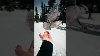 Which one do you like best? - My favourite winter photos. #photographer #photoshorts #shorts