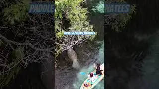 AMAZING Experience With Manatees in Weeki Wachee Florida!!