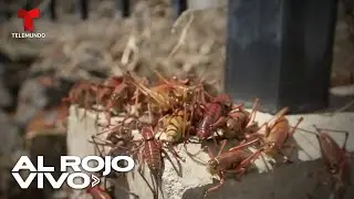 Plagas de grillos, caracoles gigantes y más insectos invaden a EE. UU.