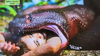 Big snake eating its prey