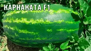 КАРНАКАТА F1 - Обзор очень крупного арбуза! Karnakata F1🍉