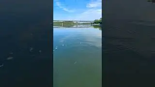 Какие рецепты с этой рыбой знаете? Наловить можно много и быстро #рыбалка #fishing #улов #вопросы