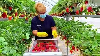 西班牙，立体选择草莓农场种植技术