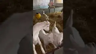 Sunnat E Ibrahimi Qurbani 