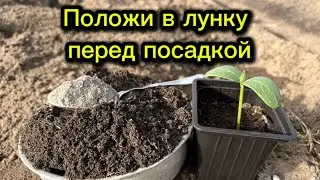 Секреты успешной посадки огурцов: что положить в лунку? 