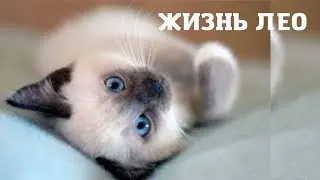 Жизнь ЛЕО Один день из жизни кота