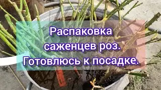 Распаковка саженцев роз из питомника Элит, Роза почтой, Овчарова. Готовлюсь к посадке.